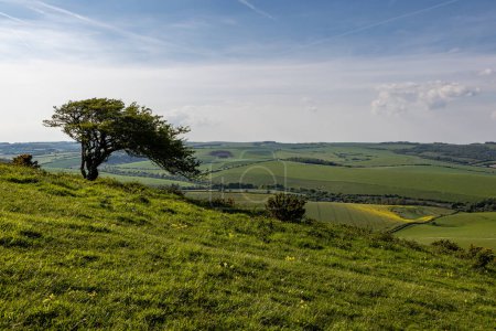 A view over the South Downs from Kingston Ridge, with a hawthorn tree on a hillside