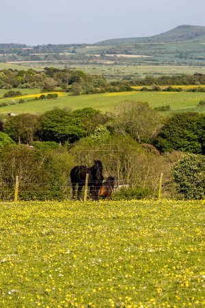 Ein Blick über eine ländliche South Downs Landschaft mit Pferden auf einem Feld, mit selektivem Fokus