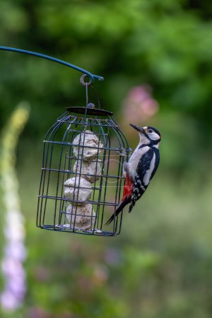 A close up of a Great Spotted  Woodpecker perched on a bird feeder in a Sussex garden