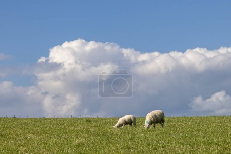 Foto de Dos ovejas en un campo en Sussex rural, con cielo azul y nubes esponjosas sobre la cabeza - Imagen libre de derechos