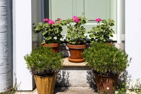 Geraniums and lavender plants arranged on a doorstep