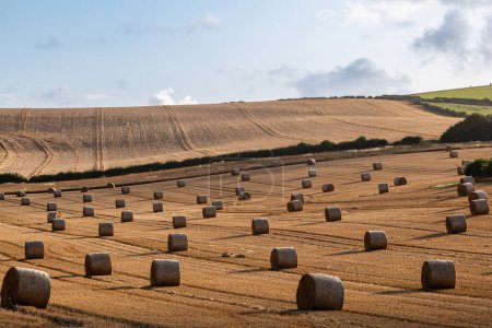 Bales of straw in a field in rural Sussex, on a sunny summer's evening