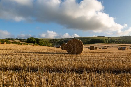 Straw bales in the South Downs on a summer's evening