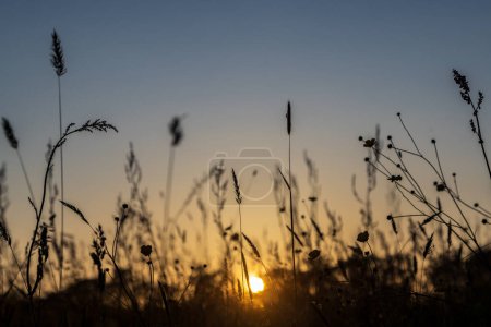 A low angle view of grasses in a meadow at sunset, with a shallow depth of field
