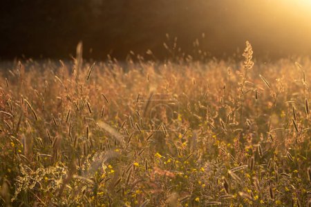 Wild grasses and flowers in a field in Sussex, with golden evening light