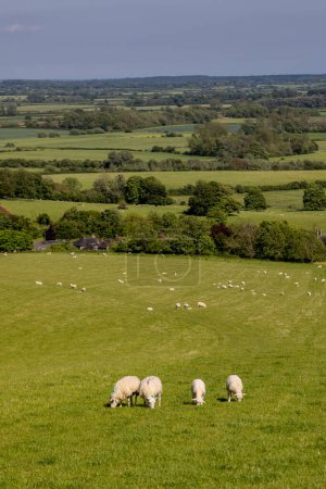 Blick über Felder in den South Downs in der Nähe von Glynde, mit einem Feld weidender Schafe