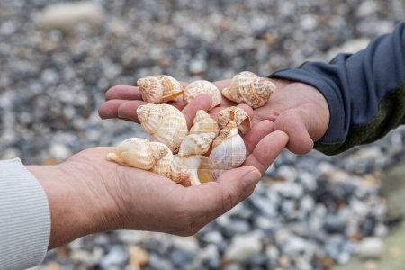 Photo for A close up of two people holding seashells in their hands at the beach, with a shallow depth of field - Royalty Free Image