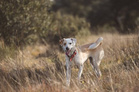 Téléchargez les photos : Beau portrait complet du corps d'une joyeuse chienne croisée courant à travers l'herbe dorée au coucher du soleil - en image libre de droit