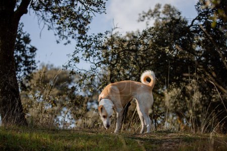Téléchargez les photos : Beau portrait complet du corps d'une chienne croisée dans la forêt reniflant l'herbe - en image libre de droit