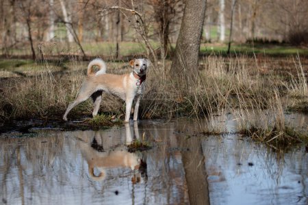 Téléchargez les photos : Beau portrait d'une chienne croisée et son reflet dans l'étang au coucher du soleil - en image libre de droit