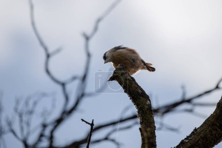 Photo for Full body portrait of an adult Eurasian Nuthatch looking and showing curiosity from a tree branch - Royalty Free Image