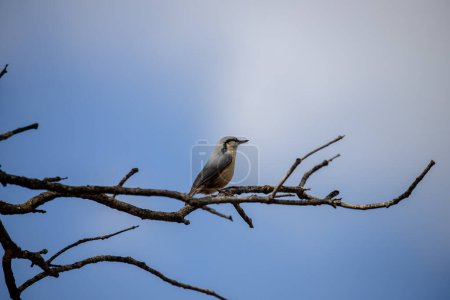 Photo for Full body portrait of an adult Eurasian Nuthatch perched on a tree branch with blue sky in the background - Royalty Free Image