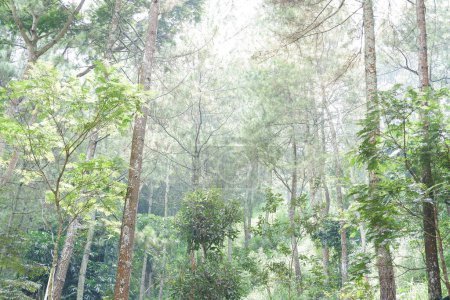Téléchargez les photos : Belle forêt verte comme arrière-plan - en image libre de droit