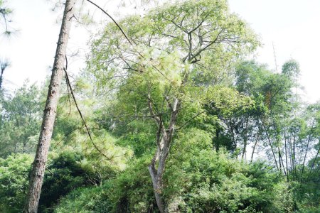 Téléchargez les photos : Belle forêt verte comme arrière-plan - en image libre de droit