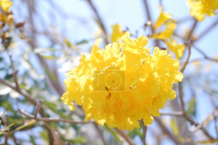 Téléchargez les photos : Tabebuia rosea ou Trompette dorée ou faisan doré - en image libre de droit