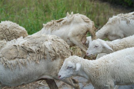 Schafe und Lämmer auf der Straße im Dorf, Nahaufnahme von Foto