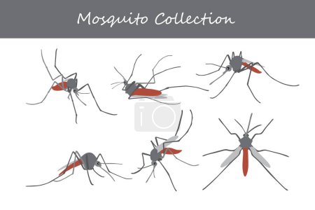 Illustration for Mosquito collection. Vector illustration isolated on white background. - Royalty Free Image