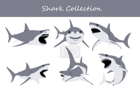Shark collection. Vector illustration of a shark in different poses.