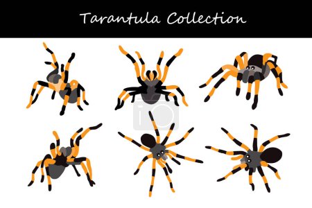Illustration for Tarantula vector illustration set. Cute tarantula isolated on white background. - Royalty Free Image