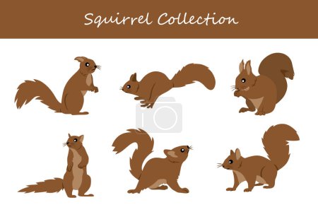 Squirrels collection. Vector illustration. Isolated on white background.