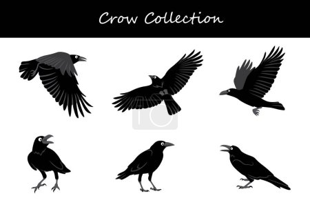 Illustration for Crow collection. Vector illustration. Isolated on white background. - Royalty Free Image