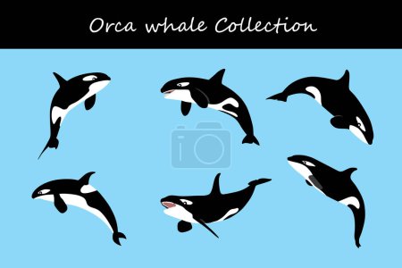 Illustration for Orca collection. Vector illustration. Isolated on white background. - Royalty Free Image