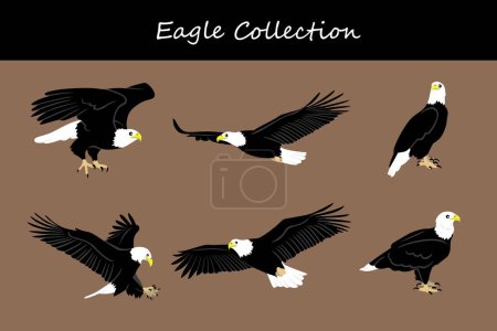 Illustration for Eagle collection. Vector illustration. Isolated on white background. - Royalty Free Image