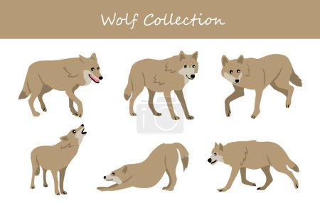 Illustration for Wolf collection. wolf in different poses. Vector illustration. - Royalty Free Image