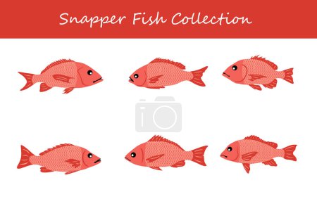 snapper fish collection. snapper fish in different poses. Vector illustration.