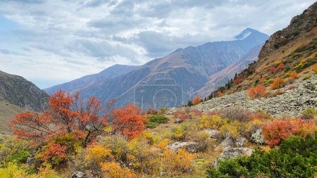 Foto de Muy hermoso otoño en las montañas. Hojas amarillentas de arbustos, hojas enrojecidas de árboles. Parque Nacional Ala-Archa, Kirguistán. Crestas, rocas, laderas y picos de la cresta kirguisa. Paisaje de montaña. Vacaciones activas en Asia. - Imagen libre de derechos