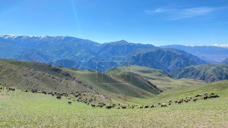 A flock of sheep graze on a grassy hillside in Kyrgyzstan. The picture is peaceful and serene, with animals scattered all over the landscape. The mountains in the background create a sense of calm