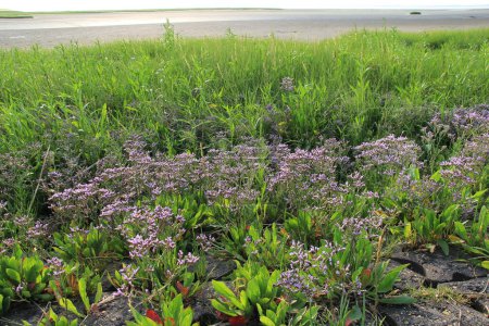 un paisaje de costa natural con lavanda de mar púrpura y hierba en frente de la playa y el mar westersdchelde en el pantano de sal de marea a lo largo del mar