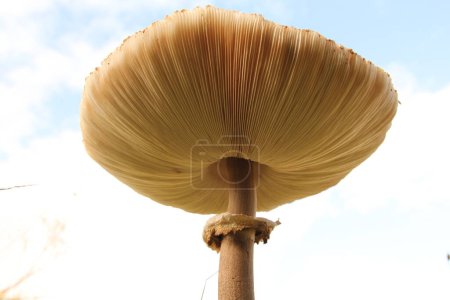 low angle view at a big parasol mushroom with gills