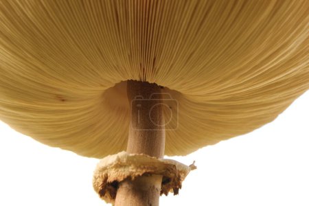 the underside of the cap of a big parasol mushroom with big gills and the annulus 