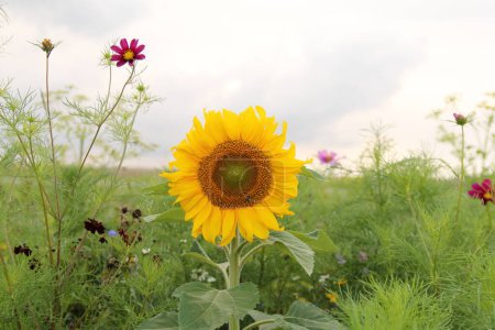 Photo for A yellow sunflower between green plants in a field margin and an evening sky in the background in the dutch countryside in summer - Royalty Free Image
