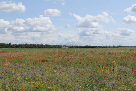 Foto de Un hermoso campo de flores con amapolas rojas y flores silvestres púrpura y amarilla y un cielo azul con nubes blancas en el campo en verano - Imagen libre de derechos
