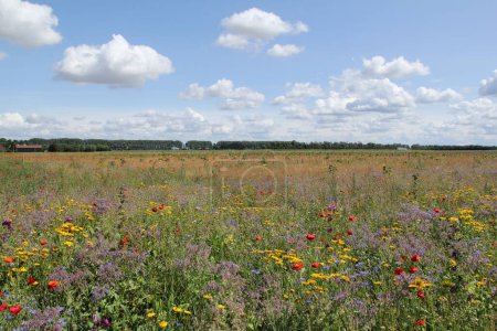 Foto de Un hermoso campo de flores en el campo holandés en verano con un cielo azul con nubes con aciano, amapola y glebionis - Imagen libre de derechos