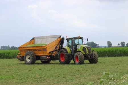 Téléchargez les photos : Un tracteur à benne basculante avec des pois récoltés dans un champ de pois verts à la campagne en été - en image libre de droit