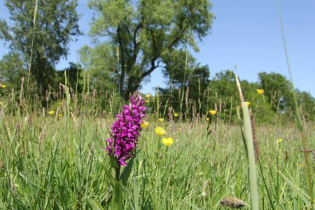 Téléchargez les photos : Vue de face à une orchidée de marais pourpre entre de longues herbes et des buttercups dans une prairie naturelle au printemps - en image libre de droit