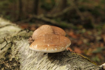 Téléchargez les photos : Un support de bouleau sur le dessus d'un bouleau tombé et en décomposition avec une écorce blanche dans une forêt en automne gros plan - en image libre de droit