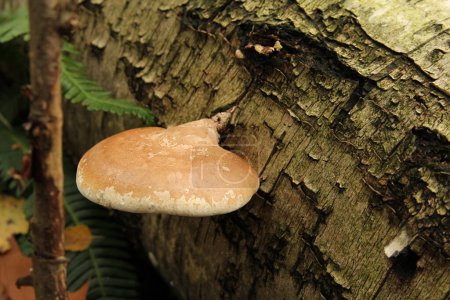 Téléchargez les photos : Vue de dessus à un support de bouleau près d'un arbre dans une forêt en automne - en image libre de droit