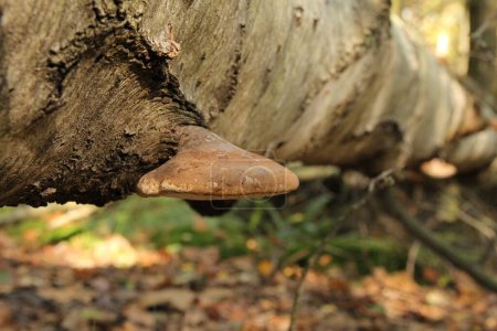 Téléchargez les photos : Un polypore de bouleau à un gros bouleau blanc tombé dans une forêt en automne - en image libre de droit