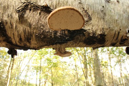 Téléchargez les photos : Vue à angle bas sur un tronc d'arbre avec deux champignons à consoles de bouleau dans une forêt en automne - en image libre de droit