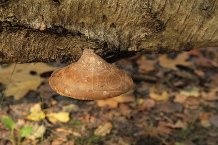 Téléchargez les photos : Vue de dessus à un bouleau brun entaillé sur un tronc d'arbre mort tombé dans une forêt en automne - en image libre de droit