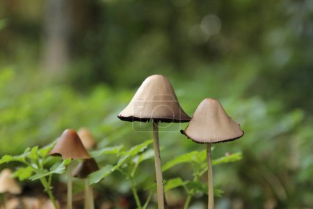 Téléchargez les photos : Deux beaux petits champignons avec un chapeau brun clair et un fond vert dans une forêt en automne - en image libre de droit