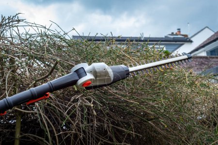 Photo for Close up of battery powered hedge clippers with sharp blades in front of clipped hedge branches in backyard garden. - Royalty Free Image