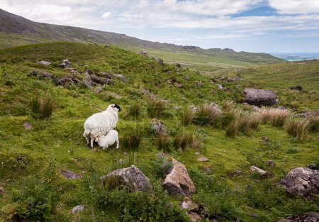 Téléchargez les photos : Jeune agneau se nourrissant de brebis mères dans un paysage rural accidenté près des chutes Mahon dans les montagnes de Comeragh, comté de Waterford, Irlande. Mer Celtique au large de Dungarvan visible en arrière-plan. - en image libre de droit