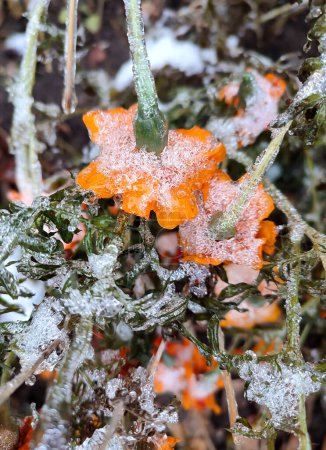 Foto de Flores cubiertas de hielo de nieve primer plano. Flores de color amarillo anaranjado brillante Chernobrivtsy y hierba cubierta de hielo y nieve en un día de invierno. Invierno, invernal, frío, hielo, helado, congelado. Fondo natural - Imagen libre de derechos