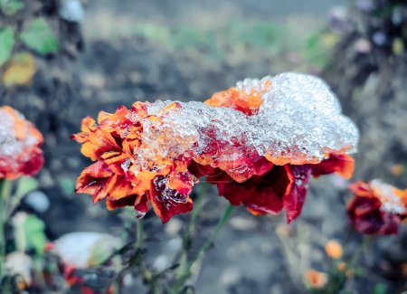 Foto de Flores marrones florecientes con pétalos cubiertos de hielo de nieve en el primer día de invierno. Flores Chernobrivtsy y hierba cubierto de hielo y nieve. Invierno, invernal, frío, hielo, helado, congelado. Fondo natural - Imagen libre de derechos
