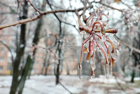 Zweige von Büschen, die nach Regen im Frost im Winter in Nahaufnahme mit Eis bedeckt sind. Gefrorene Pflanzen. Nach Eisregen. Gefrierender Regen. gefrorene Regentropfen, kalt, eisig, frostig. Naturphänomen. Natürlicher Hintergrund